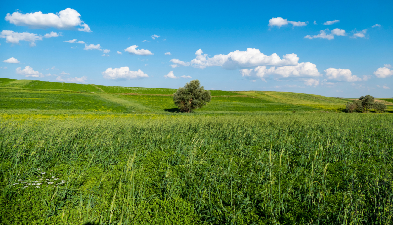 Pļava, tālumā redzami koki
