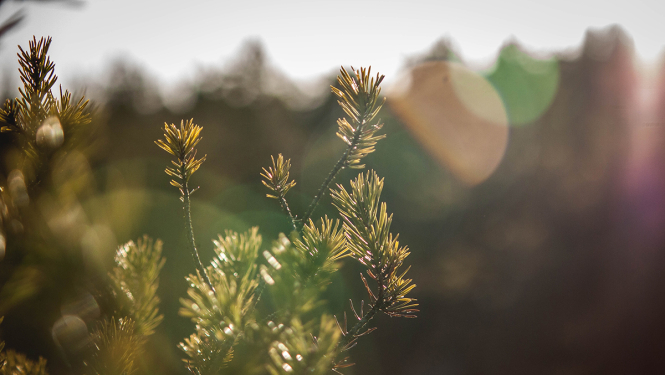 Sveicam Starptautiskajā dzimtās valodas dienā!
