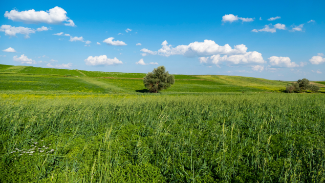 Pļava, tālumā redzami koki