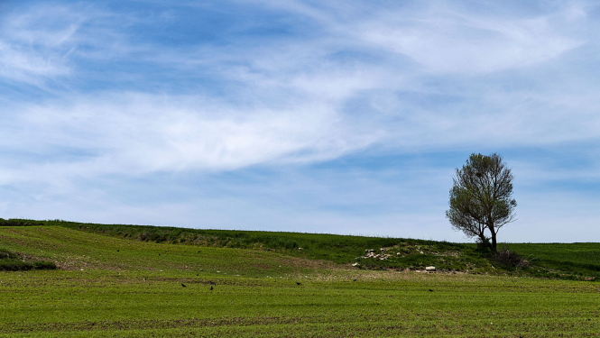 Pļava, tālumā redzams koks