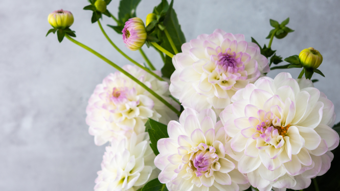 Baltas dālijas ar violētu viduci