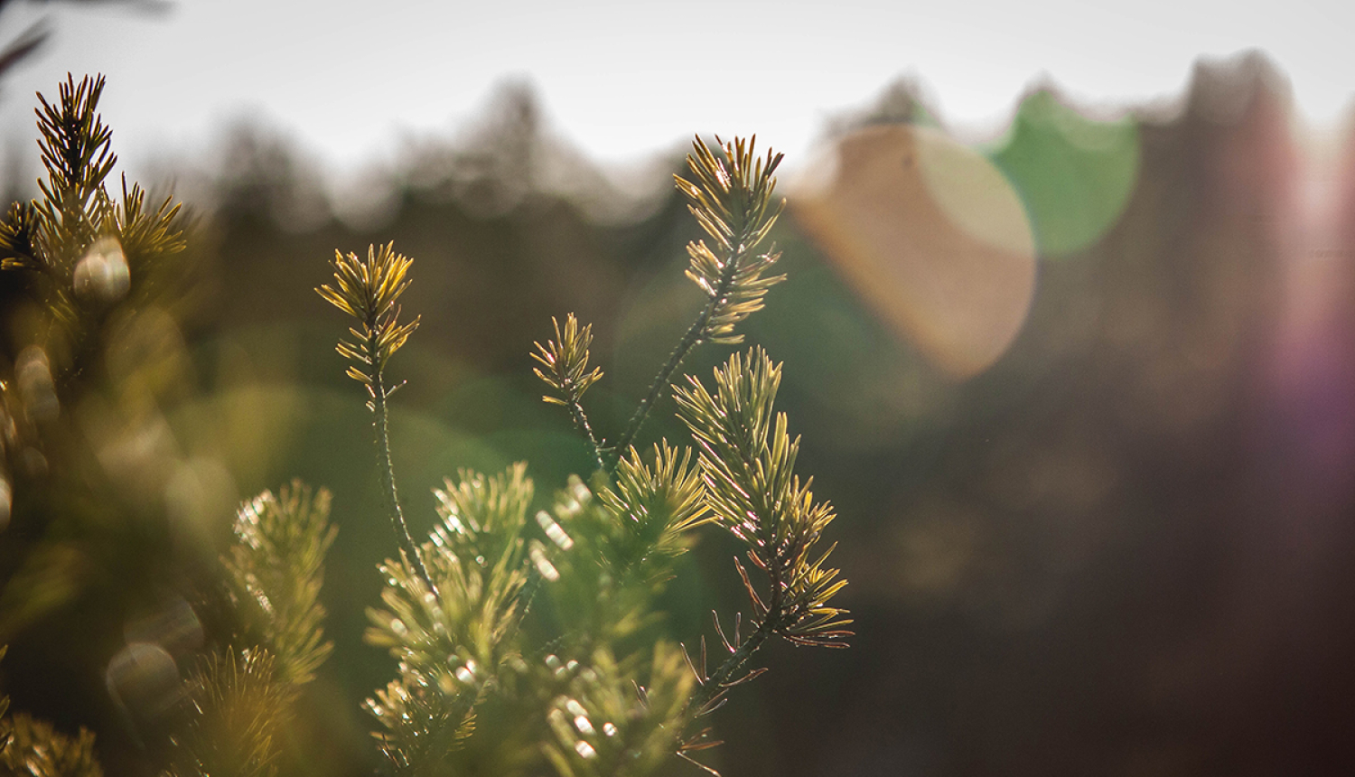 Sveicam Starptautiskajā dzimtās valodas dienā!