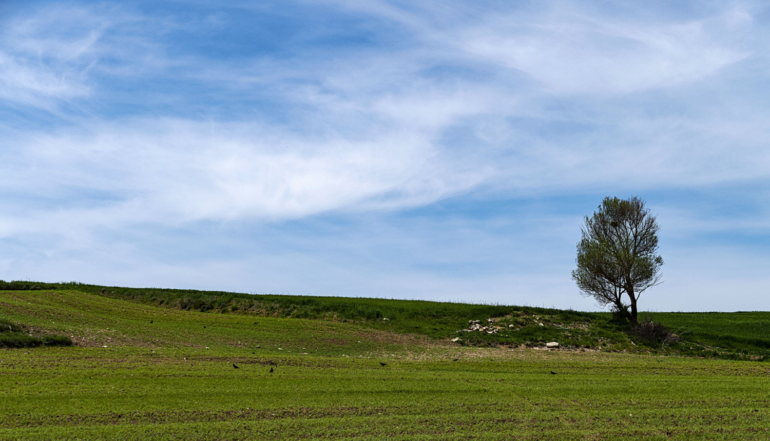 Pļava, tālumā redzams koks