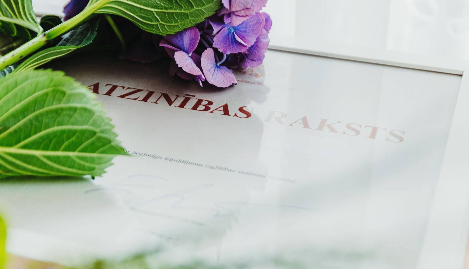 Ministru Kabineta atzinības raksts, pa virsu stāv hortenzija.